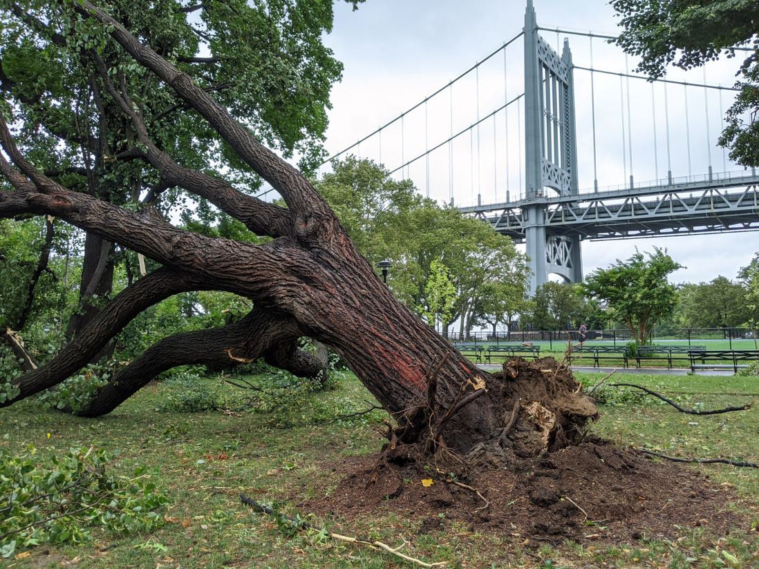 A downed tree, with the Triborough Bridge in the background